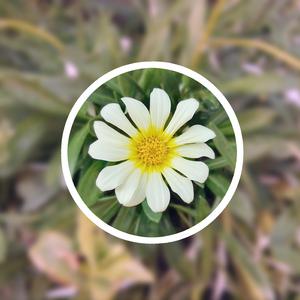 光屁股口交熟妇
