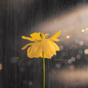 中文字幕在线视频第一页
